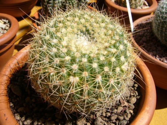 parodia.