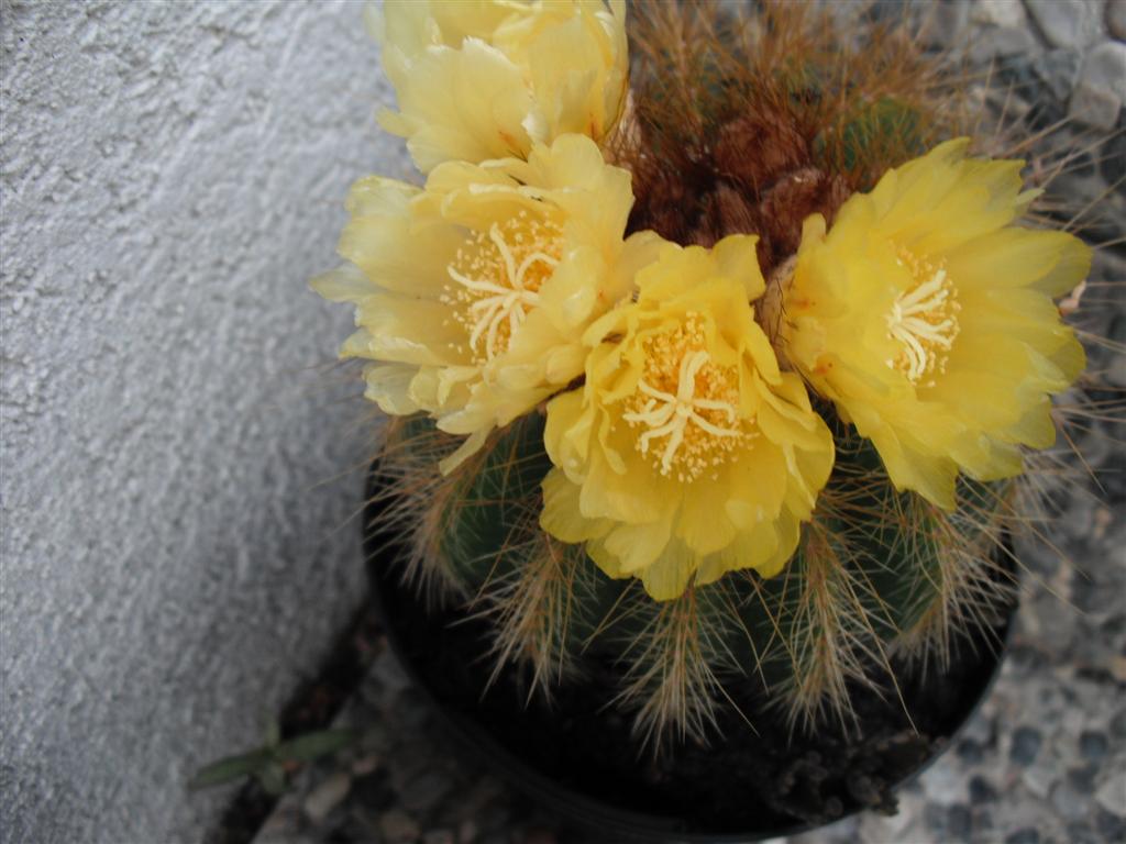 Parodia2011 (Medium)