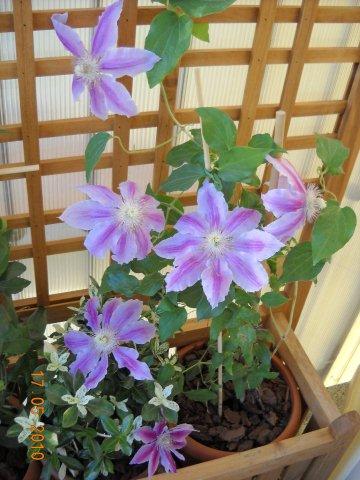 particolare clematis