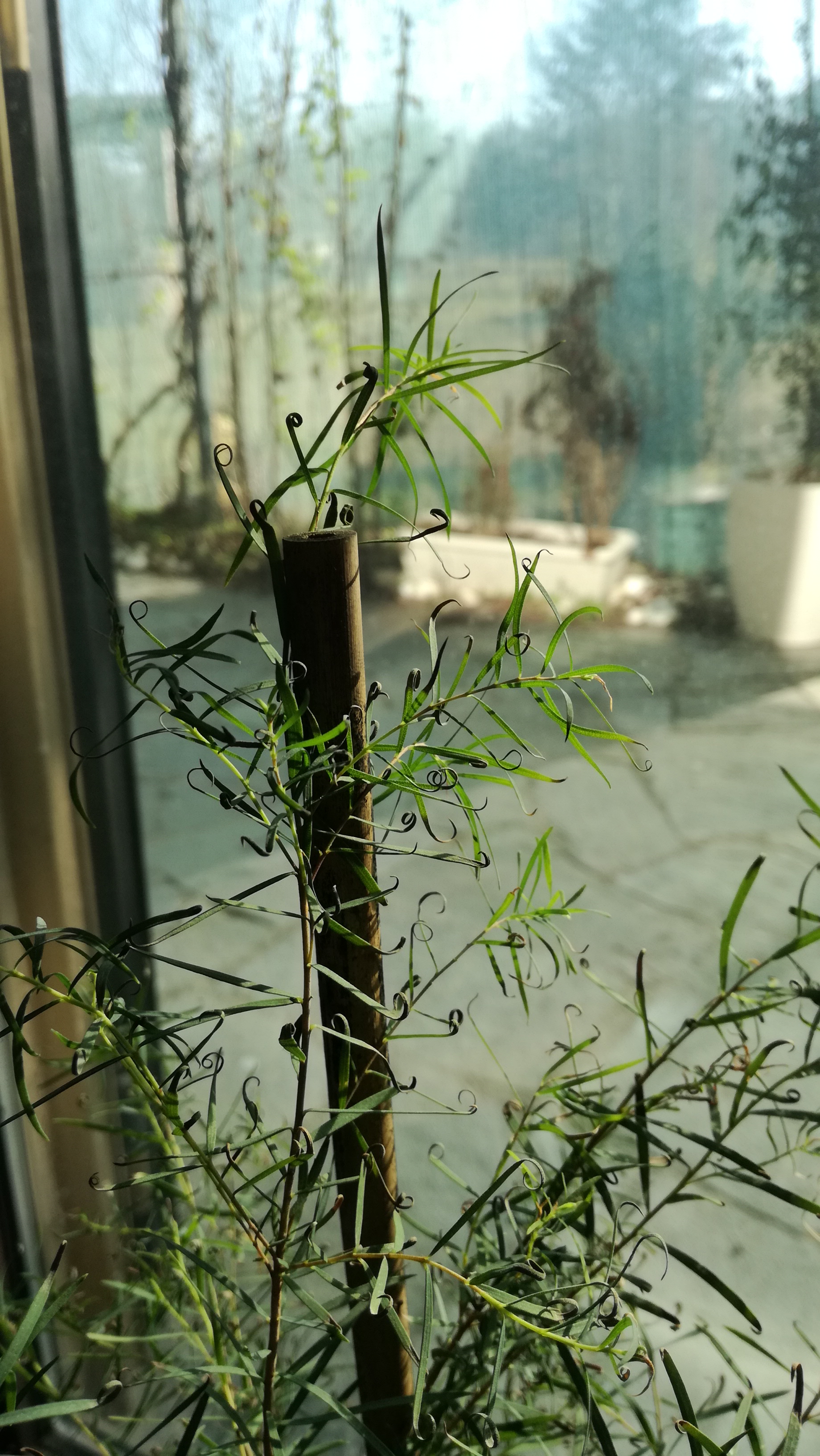 Particolare delle foglie