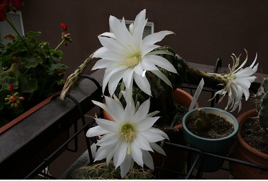 particolare di fiore di echinopsis denudata  2011