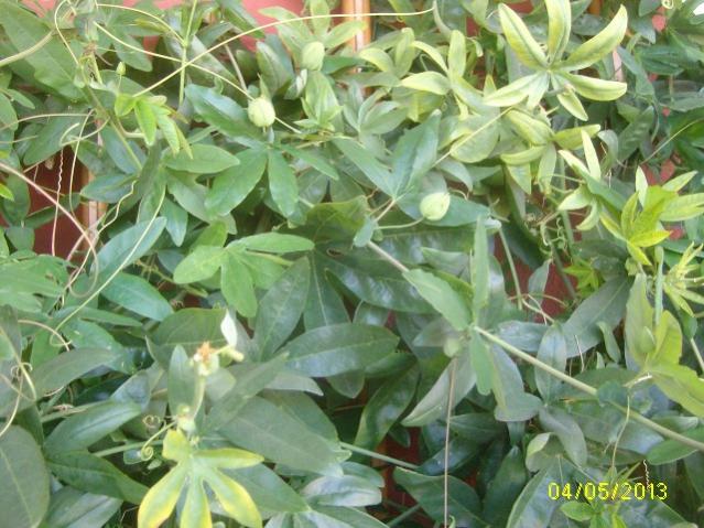 passibocci