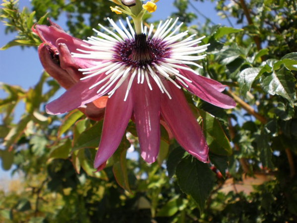passiflora 2.