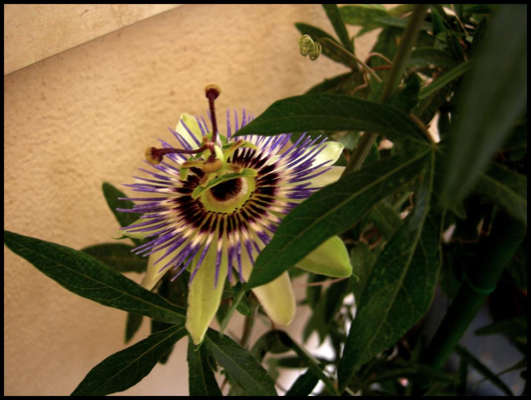 passiflora caerulea