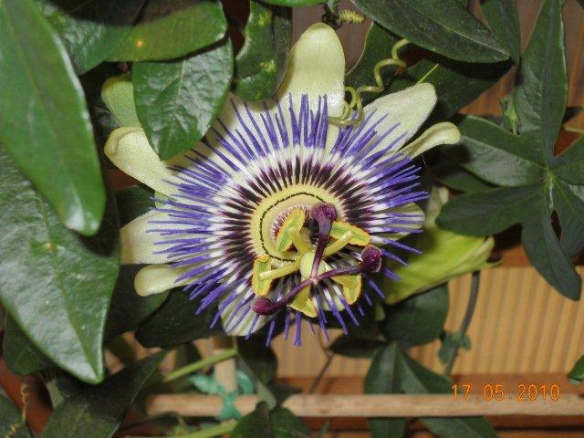 passiflora carulea