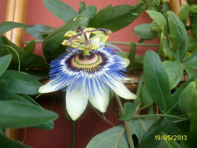 passiflora fiorita oggi!!!!