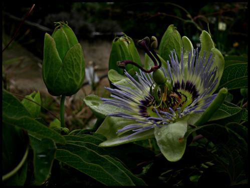 passiflora