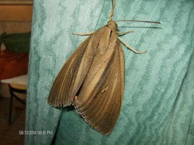 Paysandisia Archon ad ali chiuse