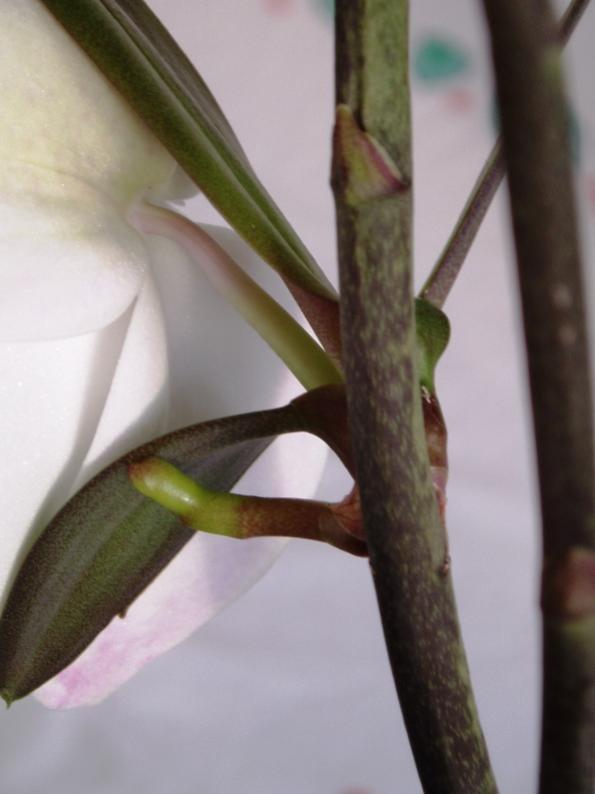 PB086759.1