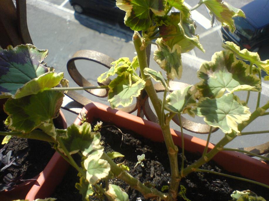 Pelargonio "Contrast"