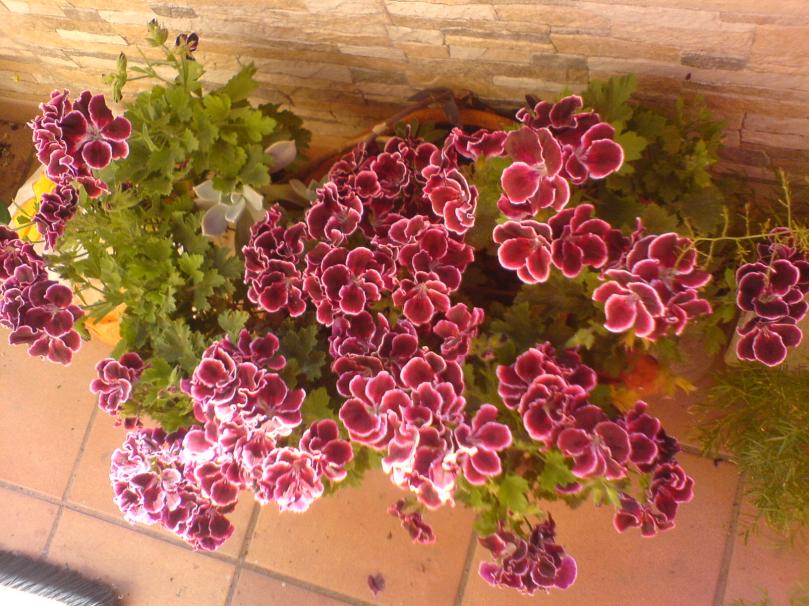 Pelargonio Imperiale