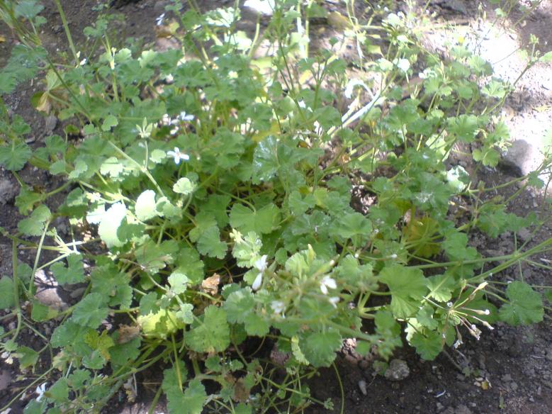 Pelargonio Odoroso "Odoratissimum"