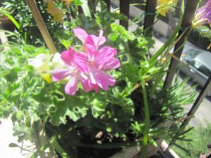 pelargonio pink capricorn