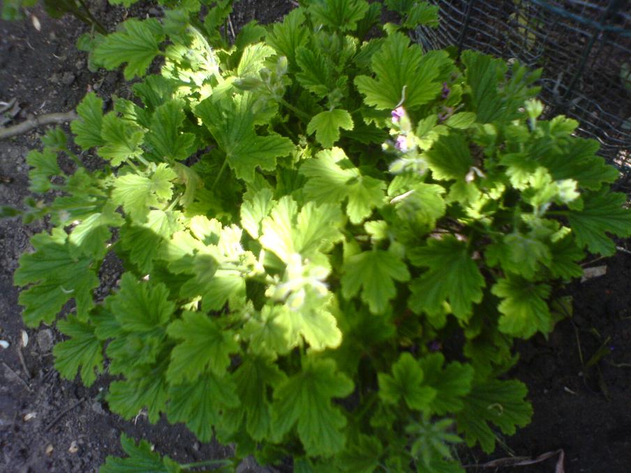 Pelargonio profumato "???"