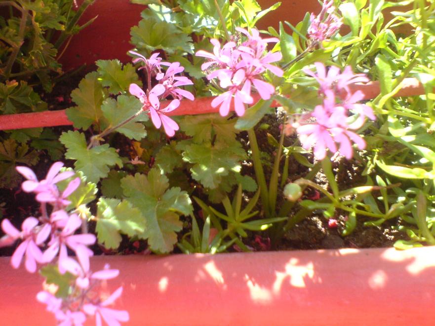 Pelargonium Ionidiflorum