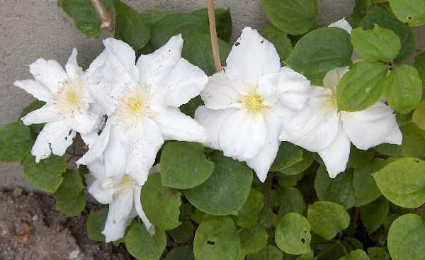 pennell's purity clematis