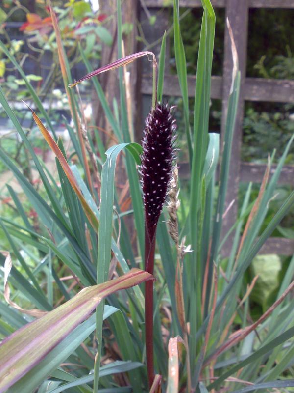 Pennisetum