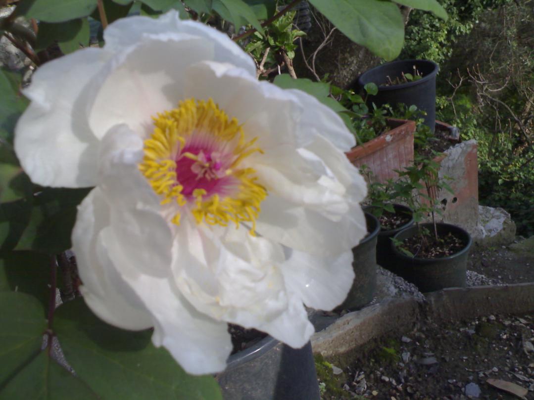 Peonia (3).