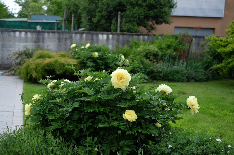 peonia Bartzella panoramica 1.jpg