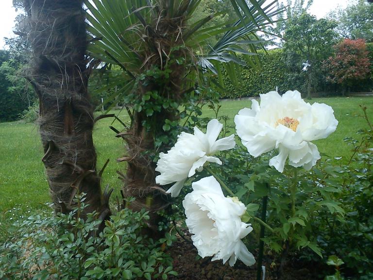 peonia con rose e palma