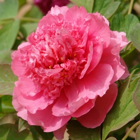 Peonia da hu hong