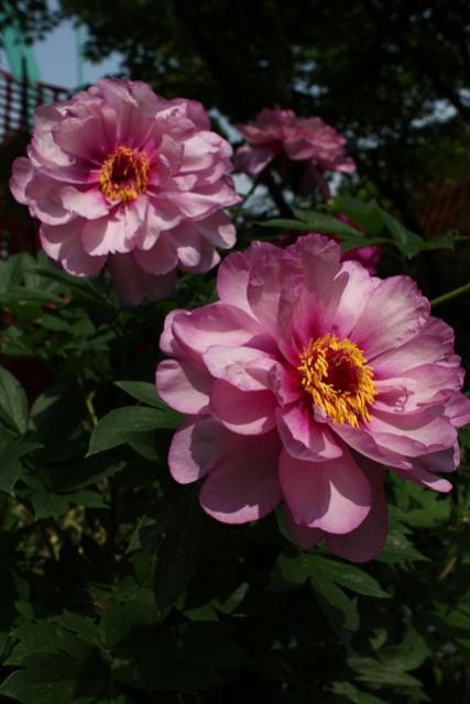 Peonia Frist Arrival   Copia
