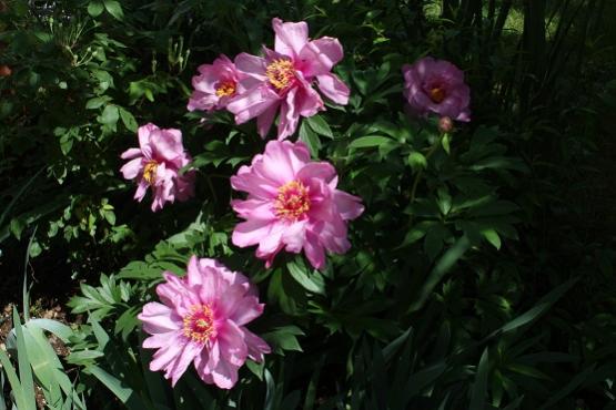 PEONIA FRIST ARRIVAL
