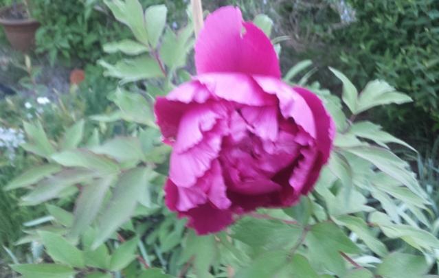 Peonia Kansas