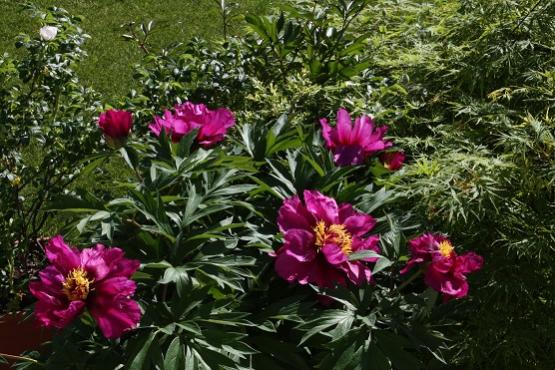 PEONIA MORNING LILAC