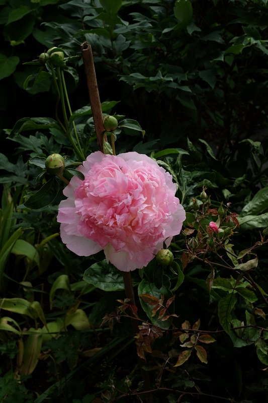 peonia Raspberry Sundae 1.JPG