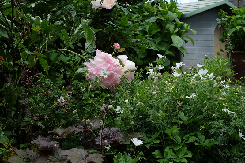 peonia Raspberry Sundae e geranium.JPG