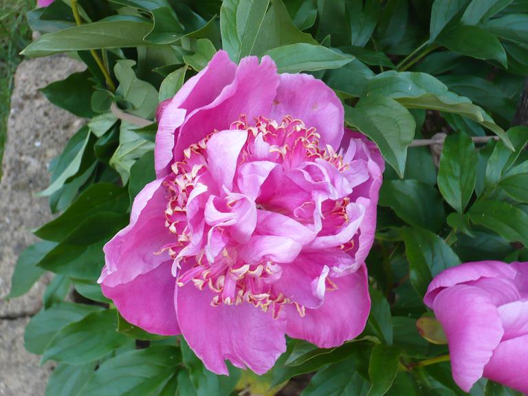 Peonia