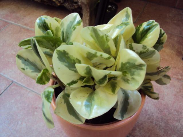 peperomia