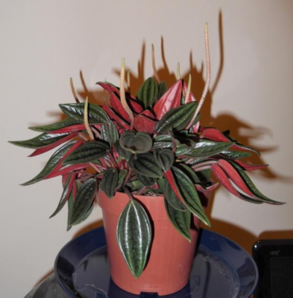 PeperomiaCaperata1