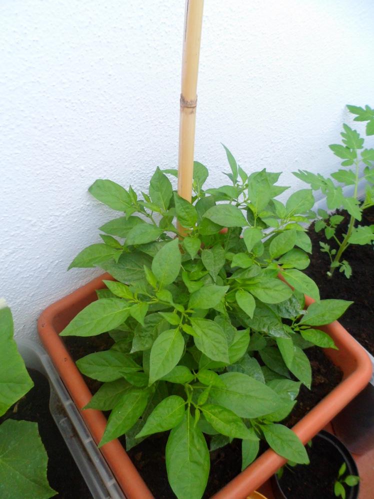 Peperoncino Habanero