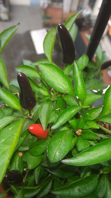 Peperoncino Nero