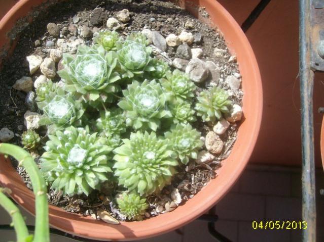 per silene 2
