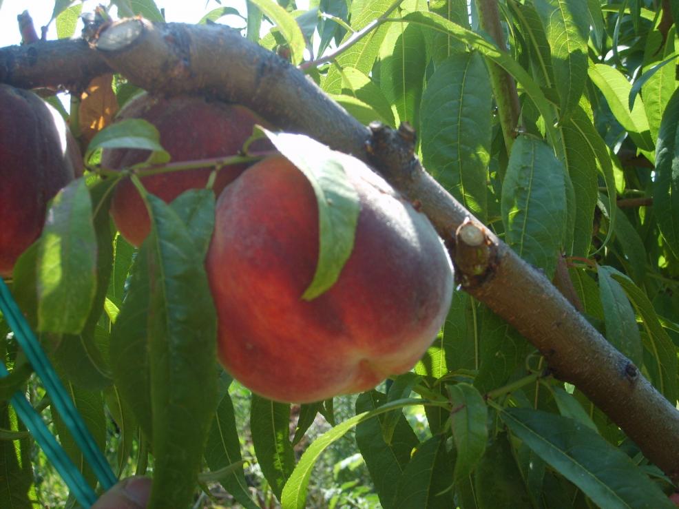 Pesche selvatiche ma con una buona potatura sono grandi e buone