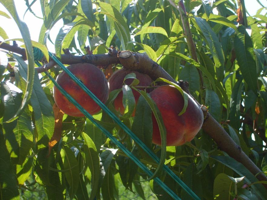 Pesche selvatiche ma con una buona potatura sono grandi e buone