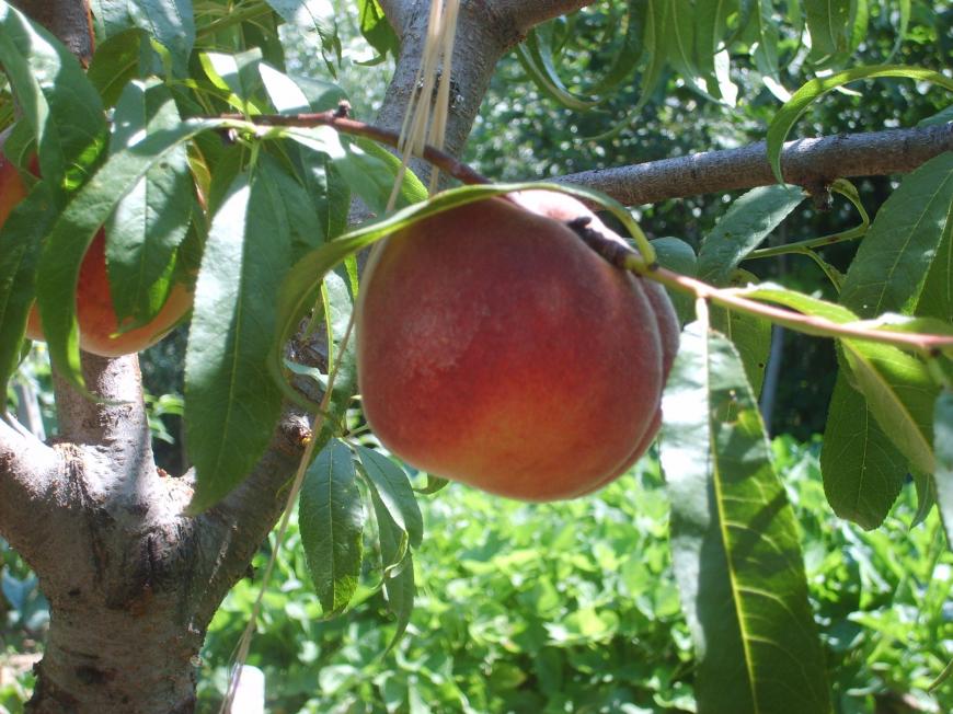 Pesche selvatiche ma con una buona potatura sono grandi e buone