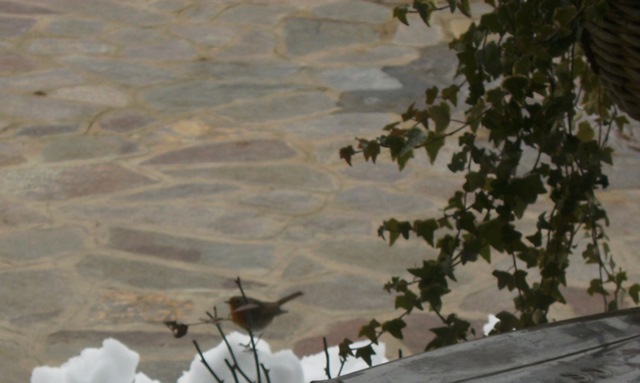 Pettirosso sulla neve (2012)