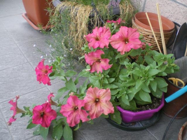 petunia lime bicolor