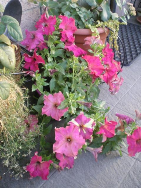 petunia lime bicolor1