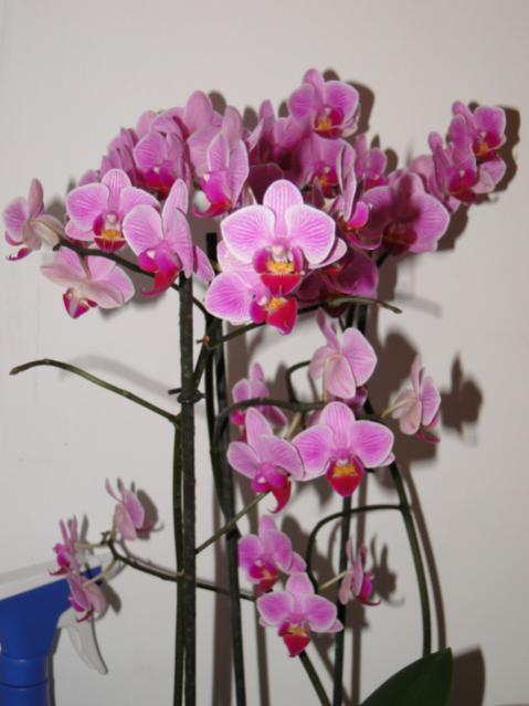 PHAL 2