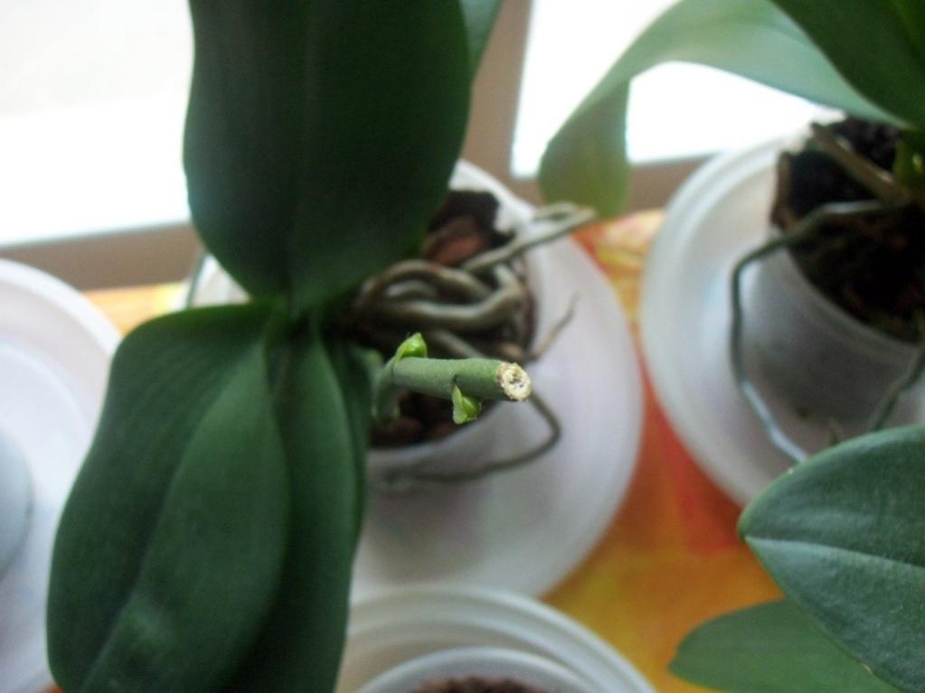 Phal gialla maculata