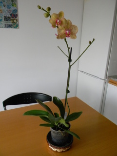 phal gialla righe rosse 2011