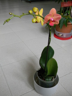 phal giallo arancio 2012