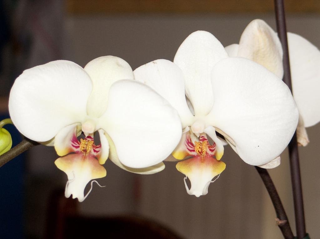 Phal malaticcia-2.