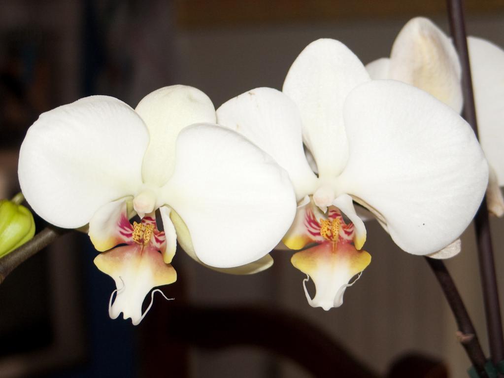 Phal malaticcia-3.