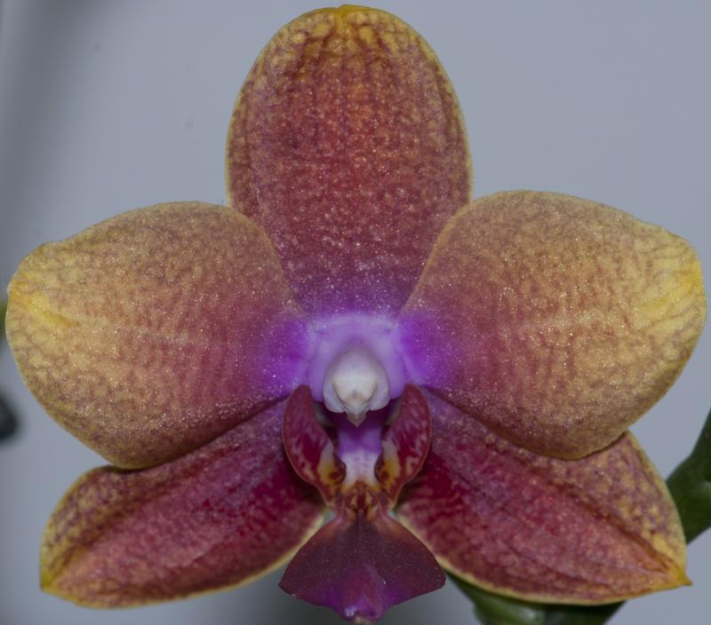 Phal n18 - Fine fioritura 2012